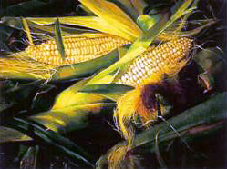 Roz Hollander, PSA, Corn on the Cob, 19 x 24''