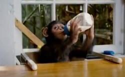 baby Caesar with milk
