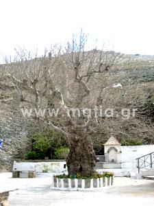 Άνδρος