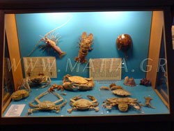 Ενυδρείο – Υδροβιολογικός Σταθμός Ρόδου