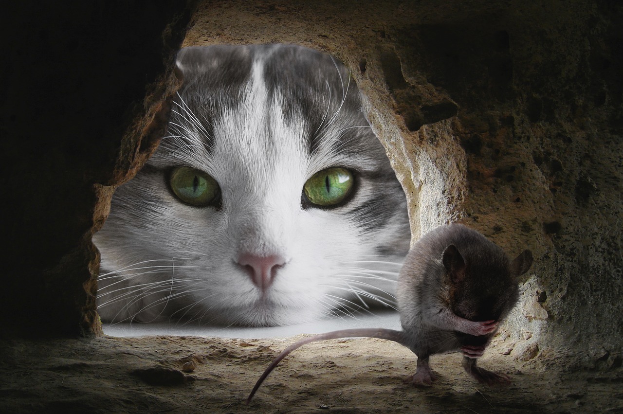 Ο ποντικός του αγρού και ο ποντικός του σπιτιού