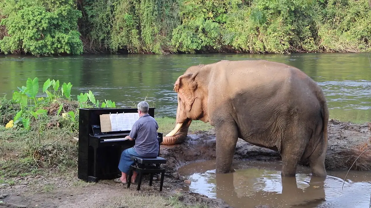 Παίζοντας Μουσική σε Ελέφαντες δίπλα στον Ποταμό Κβάι